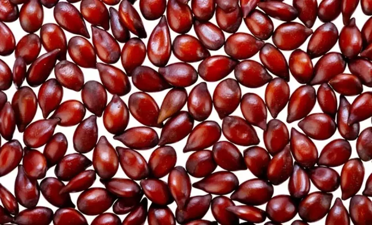 Don’t Throw Away Those Seeds: The Surprising Beauty Secret Hiding in Quince